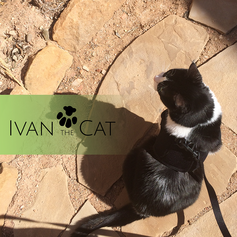 Ivan the Cat